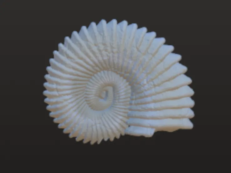 ammonite fossils
