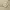 kabartma seti ayı 2 hayvan sembol modeli