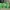 Pack de Clickers Verdes de Halloween