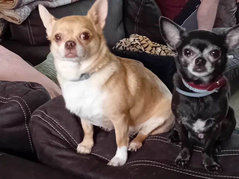 Cadre Chihuahua