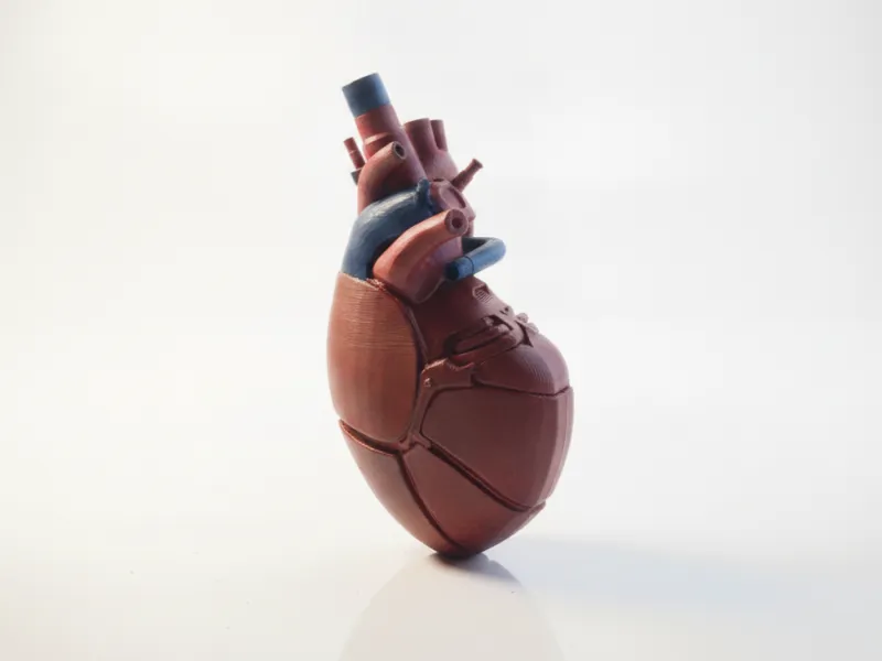 3Dプリント用解剖学的心臓医療モデル