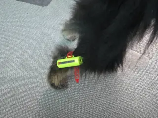 Puppy rehabilitation exercise apparatus 