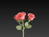 ROSE 2-0
