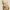 Busto Smigol - O hobbit