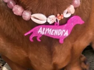 Indentificador de perro salchicha