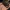 Sleepy Dachshund Companion – Noah0x03