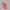 St. Louis Cardinals - MLB