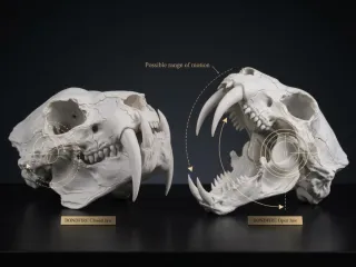 SABRE -motion JAW OPEN-CLOSED