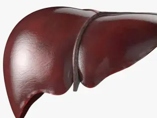 Hígado