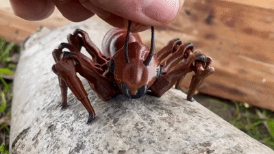 FLEXI ANT / FANTASY / PRINT IN PLACE /INSECT
