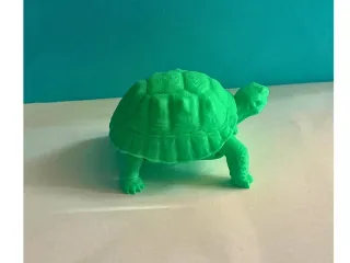 Tortoise