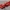 Ferrari f1