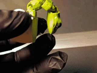 vivora eclopsionando