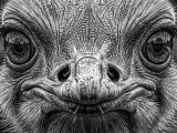 HueForge - Ostrich-0