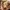 Gentle Puppy Ear Pal – Noah0x03