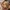 Lieve Puppy Oorvriendje – Noah0x03