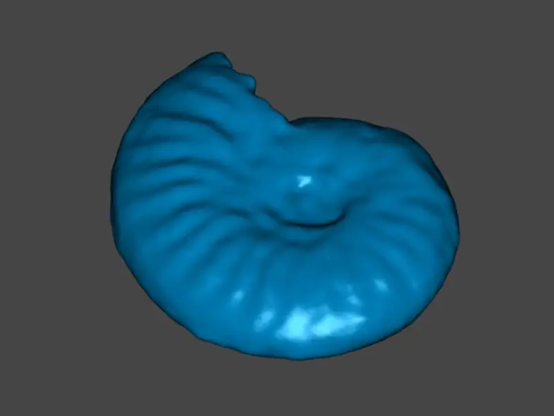 ammonite
