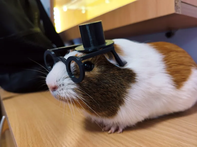 Sombrero y gafas para cobaya