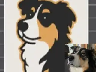 SnapForm Project Boarder Collie