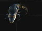 alligator-0