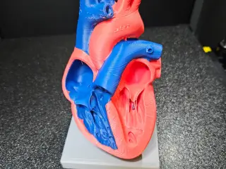 Human Heart Creality