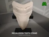 Megalodon Tooth Stand-0