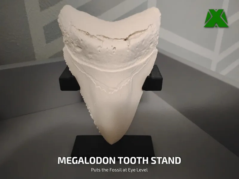 Megalodon Tooth Stand