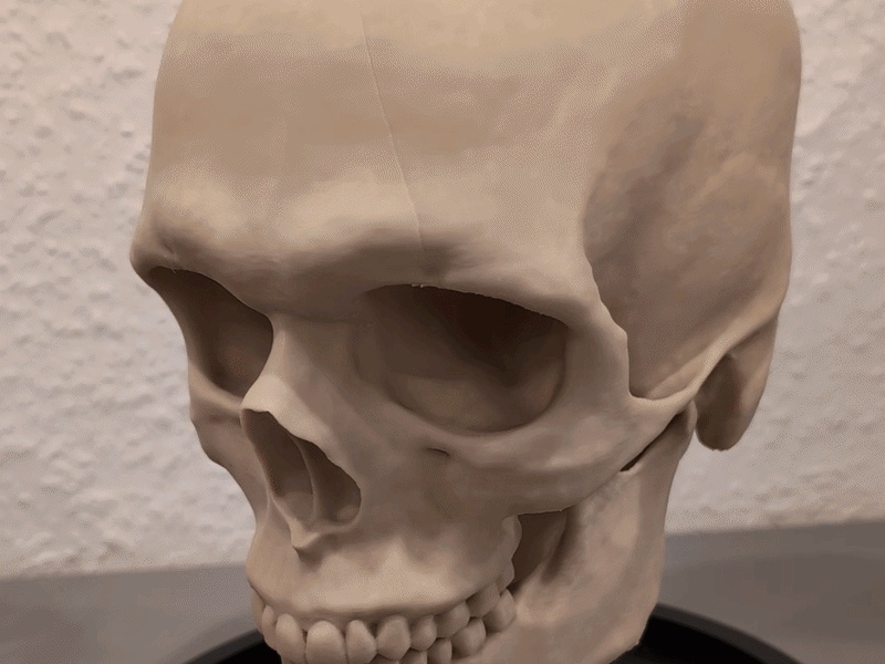 Cráneo de Homo sapiens - Modelo educativo y base 🦴💀