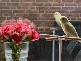 Bird stand-0