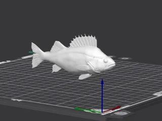 European perch