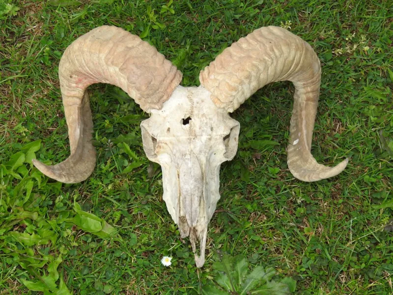 1_Ram_Skull