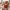 Petit crabe de corail – Noah0x03