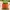 Cute / Kawaii Pumpkin Planter