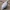 Banded cotinga