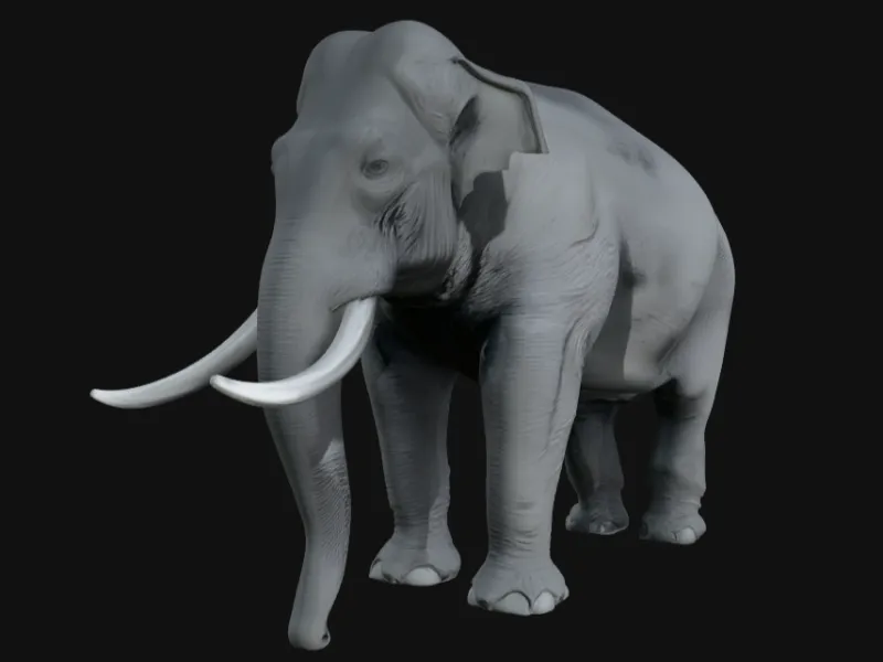 Elephant / Слон