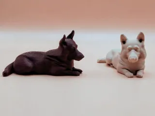 Corgi dog