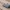M109 パルディン戦車