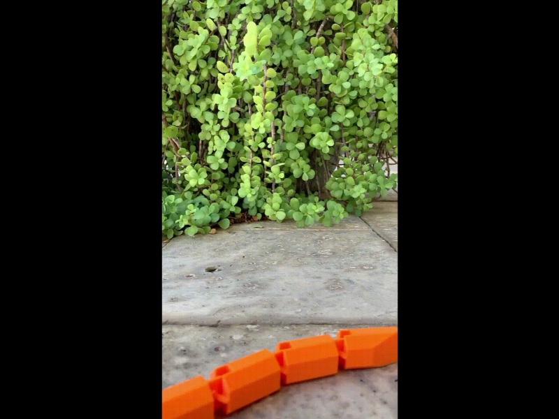 Caecilian Flexi!!!