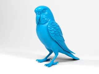 Parakeet