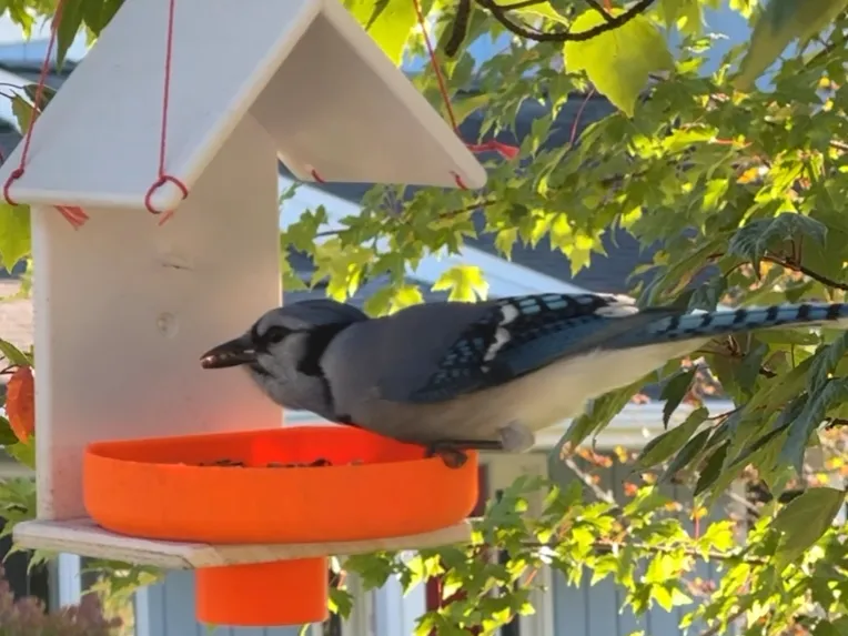 Bird Feeder - Locking Screw Cup + Optional Oriole Cup