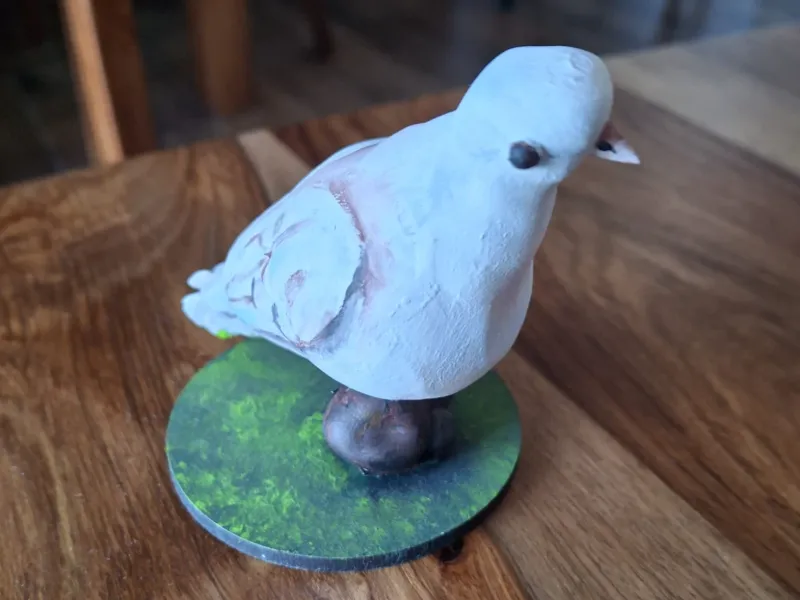 Pigeon