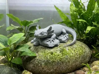 墨西哥钝口螈