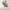 Low Poly Mouse