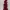 Crimson Cathedral Gladiolus 