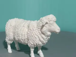 Sheep