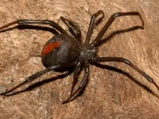 black widow