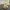 Baby Caterpie Pokemon | CFS & Geen CFS