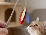Cat Feather Teaser-0