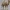 Low Poly Dromedary