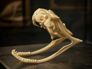 Copperhead Skull